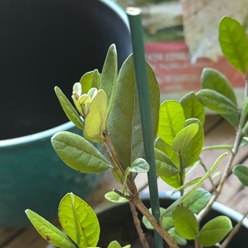 Photo of the plant species Pineapple Guava by @JuicyChilli15 named Treeyoncé on Greg, the plant care app
