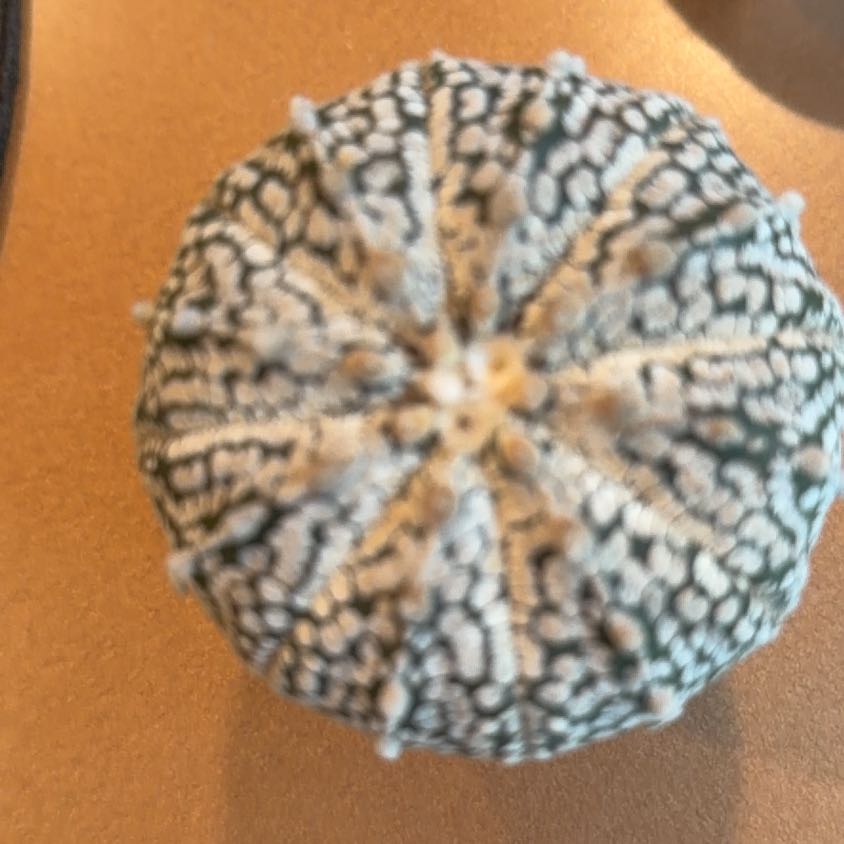 Photo of the plant species Goat's Horn Cactus by @SageCowvine15 named Scarlett on Greg, the plant care app