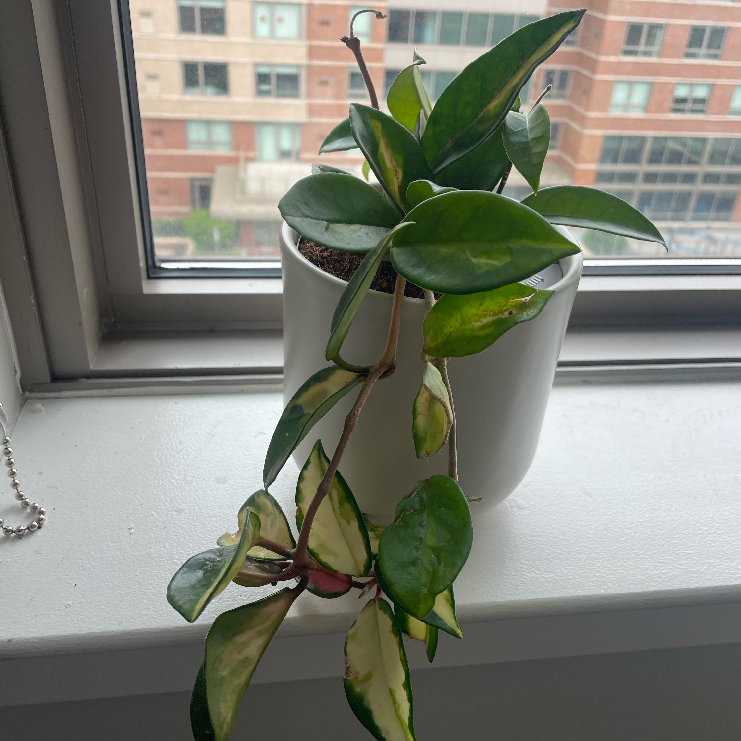 Hoya