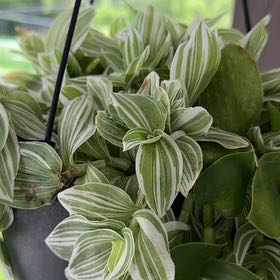Photo of the plant species tradescantia by @TutorRosilla14 named Muhammad Ali on Greg, the plant care app