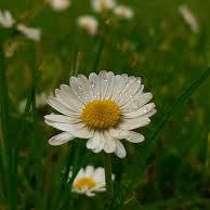 Photo of the plant species Daisy by @Plant-person named Elina on Greg, the plant care app