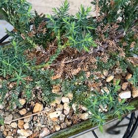 Photo of the plant species American Common Juniper by @AstuteZebrina7 named Ronaldo on Greg, the plant care app