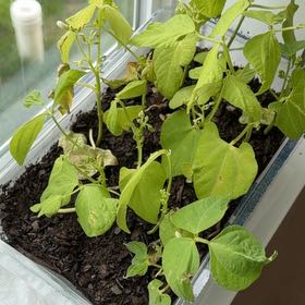 Photo of the plant species Common Bean by @DeterminedIvy87 named Bean on Greg, the plant care app
