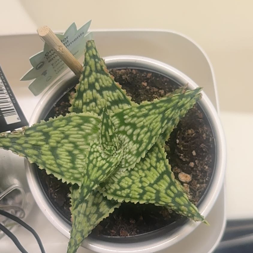 Photo of the plant species Star Aloe by @GutsyBogarum79 named Beyonce on Greg, the plant care app