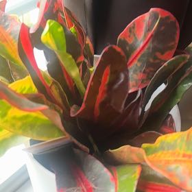 Photo of the plant species Mammy Croton by @GutsyBogarum79 named Cleopatra on Greg, the plant care app