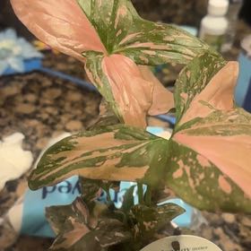 Photo of the plant species Syngonium Pink Splash by @GutsyBogarum79 named Captain Plant-it on Greg, the plant care app