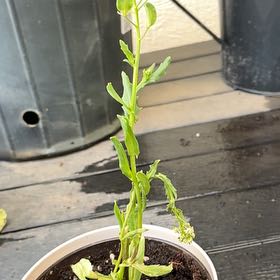Photo of the plant species Rosa by @Thomas.t named Harmony on Greg, the plant care app
