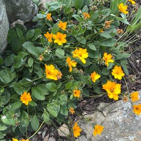 Photo of the plant species Lanceleaf Tickseed by @MovingHoya14 named Aria on Greg, the plant care app