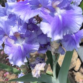 Photo of the plant species Dalmatian Iris by @MovingHoya14 named Rosa on Greg, the plant care app