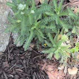 Photo of the plant species Yarrow by @MovingHoya14 named Sanders on Greg, the plant care app