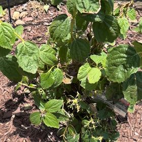 Photo of the plant species Sweet Mock Orange by @MovingHoya14 named Emerson on Greg, the plant care app
