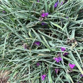 Photo of the plant species Aeranthos Air Plant by @MovingHoya14 named Orlando Bloom on Greg, the plant care app