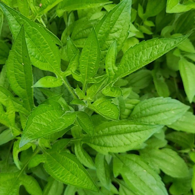 Photo of the plant species Canadian Clearweed by @HeirBlackhoya31 named Curie on Greg, the plant care app