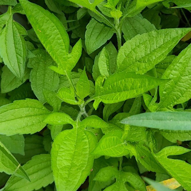 Photo of the plant species Canadian Clearweed by @HeirBlackhoya31 named Emerson on Greg, the plant care app