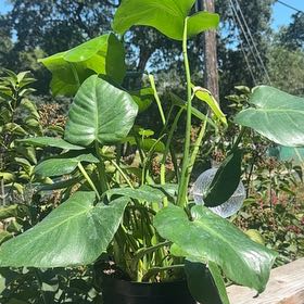 Photo of the plant species Green Arrow-Arum by @VividLilac4 named Plantini on Greg, the plant care app