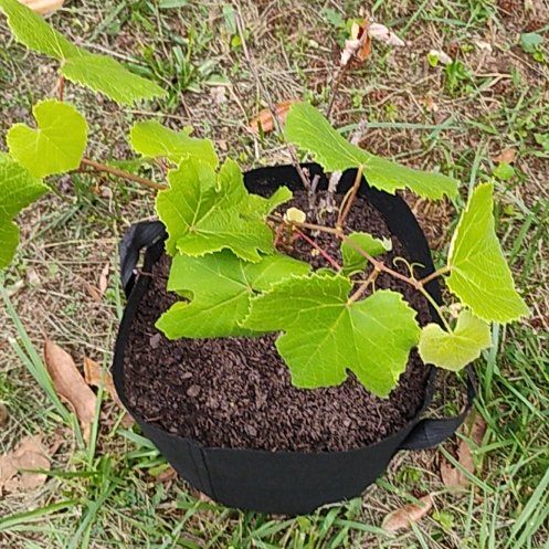 Photo of the plant species Concord Grape by @GemClubcoral59 named Austen on Greg, the plant care app
