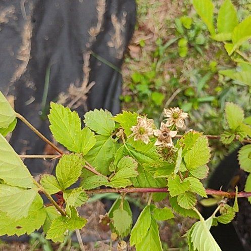 Photo of the plant species Ebony King Blackberry by @GemClubcoral59 named Mando on Greg, the plant care app