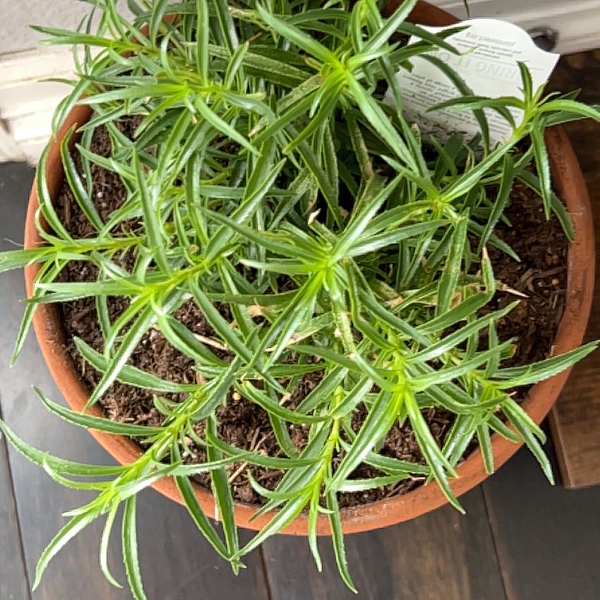 Photo of the plant species Penstemon 'Red Rocks' by @Higo named Gobi on Greg, the plant care app