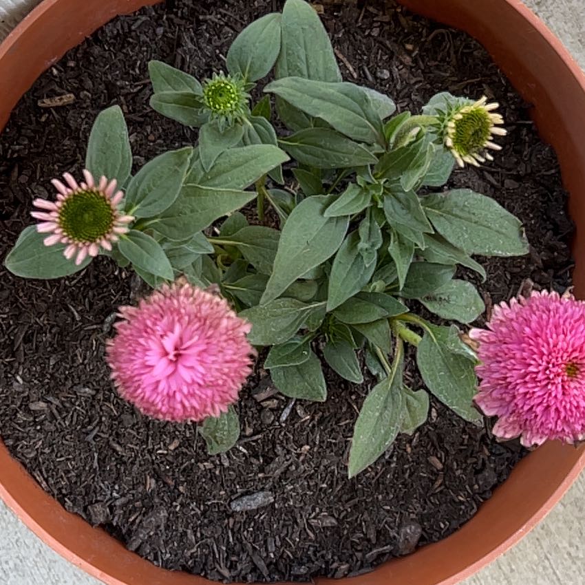 Photo of the plant species Purple Coneflower by @Higo named Sonora on Greg, the plant care app