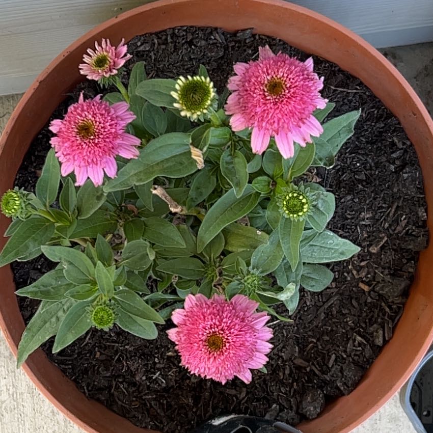 Photo of the plant species Purple Coneflower by @Higo named Bruce Lee on Greg, the plant care app