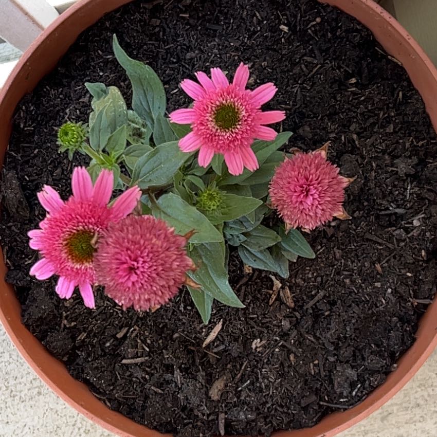 Photo of the plant species Purple Coneflower by @Higo named Gregarious on Greg, the plant care app
