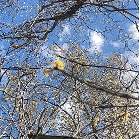 Photo of the plant species Common Snowberry by @RoundArugula45 named Terra on Greg, the plant care app