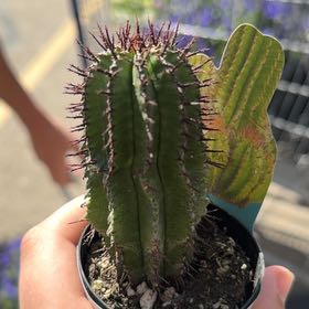 Caesar