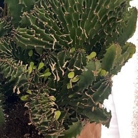 Photo of the plant species Giant African Candelabra Tree by @EthicalBroom11 named Nemo on Greg, the plant care app