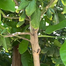 Photo of the plant species Calabash Tree by @EthicalBroom11 named Leaf Erickson on Greg, the plant care app