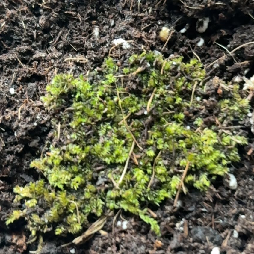 Photo of the plant species Toothed Plagiomnium Moss by @HotEarthball85 named Sahara on Greg, the plant care app
