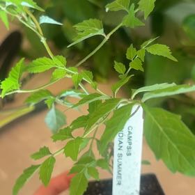 Photo of the plant species Trumpet Creeper by @OpenlyCreambush named Lola on Greg, the plant care app