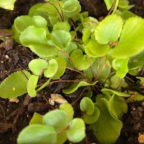 Photo of the plant species California Maidenhair Fern by @MaternalRedwood named Daphne on Greg, the plant care app