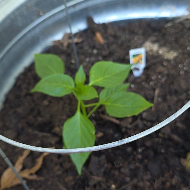 Photo of the plant species Bonnie green bell pepper by @FlashyBeans35 named Bell Pepper on Greg, the plant care app