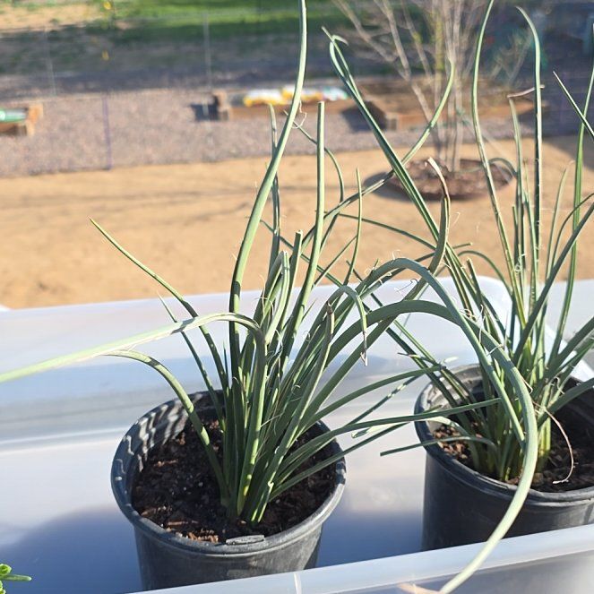Photo of the plant species Red Yucca by @NeotericDuwei75 named Rihanna on Greg, the plant care app