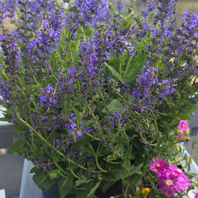 Photo of the plant species May night Salvia by @NeotericDuwei75 named Baesil on Greg, the plant care app