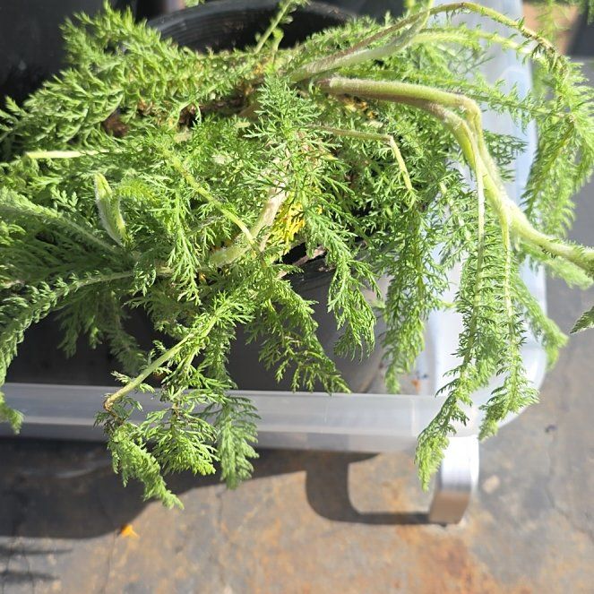 Photo of the plant species Moonshine Yarrow by @NeotericDuwei75 named Harmony on Greg, the plant care app
