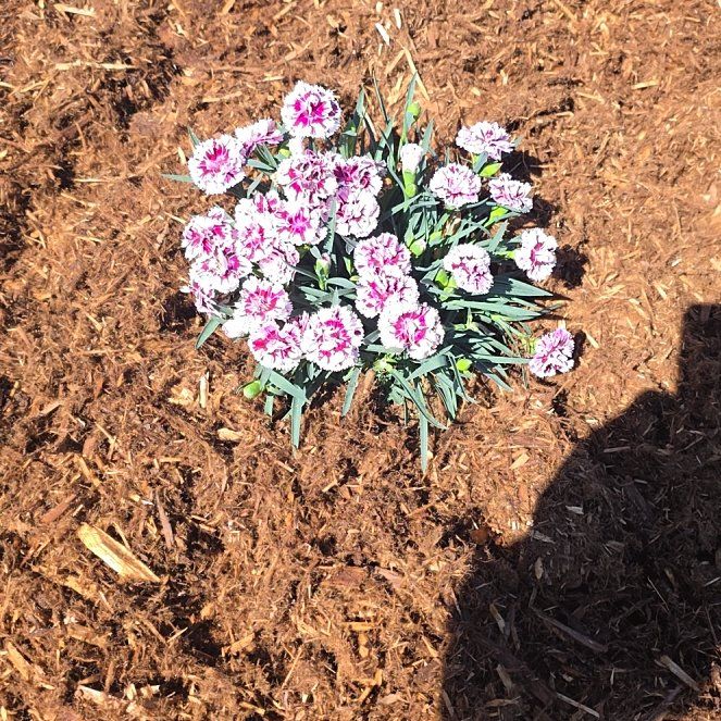 Photo of the plant species Dianthus 'Sunflor Bianca' by @NeotericDuwei75 named Bieber on Greg, the plant care app