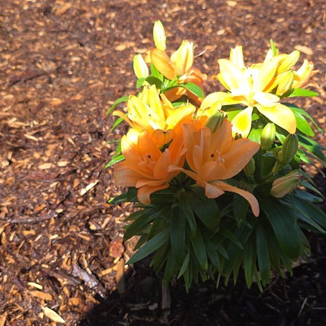 Photo of the plant species Lily Looks Tiny Double You Asiatic Lily by @NeotericDuwei75 named ChloroPhil on Greg, the plant care app