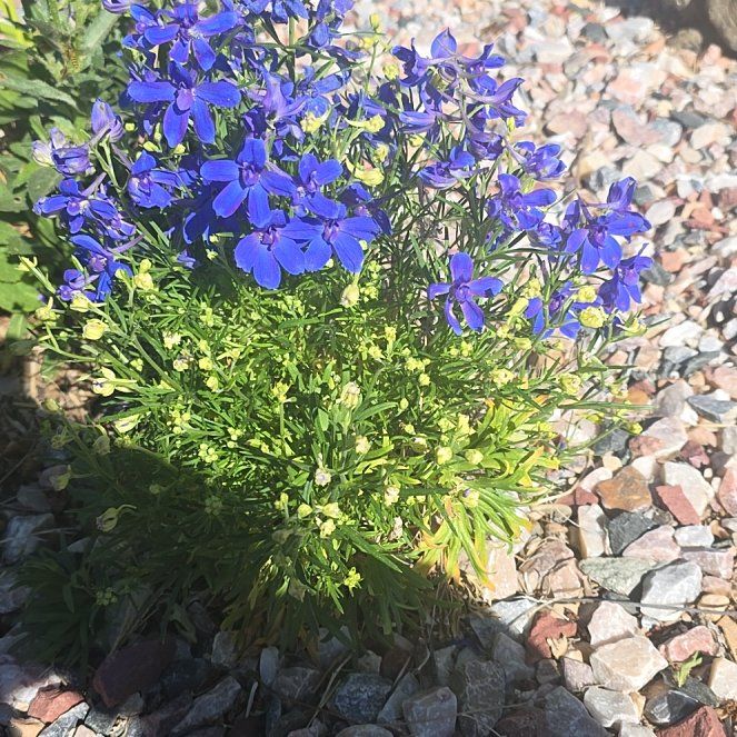 Photo of the plant species Siberian Larkspur by @NeotericDuwei75 named da Vinci on Greg, the plant care app