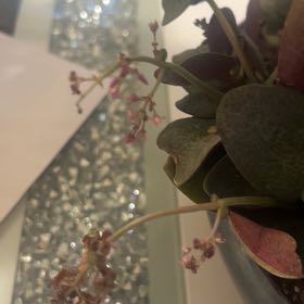 Photo of the plant species Fairy Crassula by @GreatZebrina82 named Miley on Greg, the plant care app