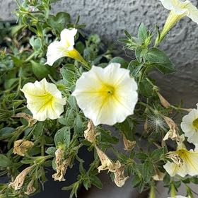 Photo of the plant species Petunia by @WiredTigerlily named Mollie on Greg, the plant care app
