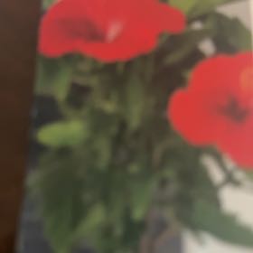 Photo of the plant species Common Poppy by @FinePigsears13 named Scarlett on Greg, the plant care app