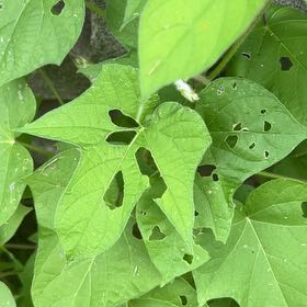 Photo of the plant species Ivyleaf Morning-Glory by @FineLippia94 named Madonna on Greg, the plant care app