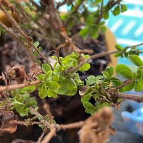 Photo of the plant species Pithecellobium Dulce by @FineLippia94 named Mollie on Greg, the plant care app