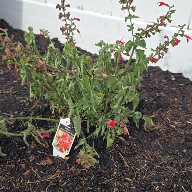 Photo of the plant species Blood Sage by @PrizeSkyplant8 named Cleopatra on Greg, the plant care app