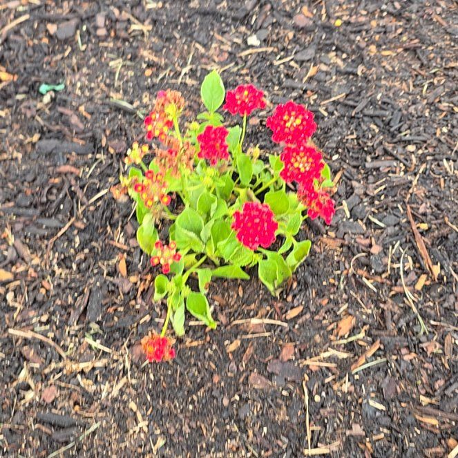 Photo of the plant species Lantana by @PrizeSkyplant8 named Achilles on Greg, the plant care app