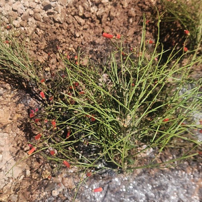 Photo of the plant species Firecracker Plant by @StarAnise59 named Sage on Greg, the plant care app