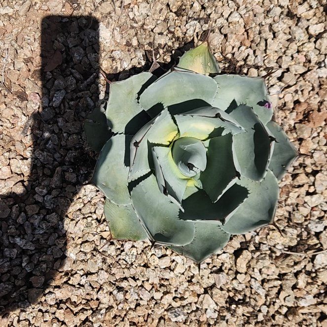 Photo of the plant species Parry's Agave by @StarAnise59 named Huckleberry Fern on Greg, the plant care app