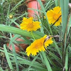 Photo of the plant species Wild Sunflower by @FunPignut25 named Walt on Greg, the plant care app