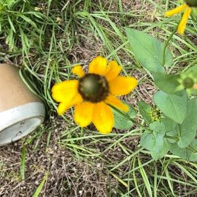 Photo of the plant species Gloriosa Daisy by @FunPignut25 named Bodhi on Greg, the plant care app